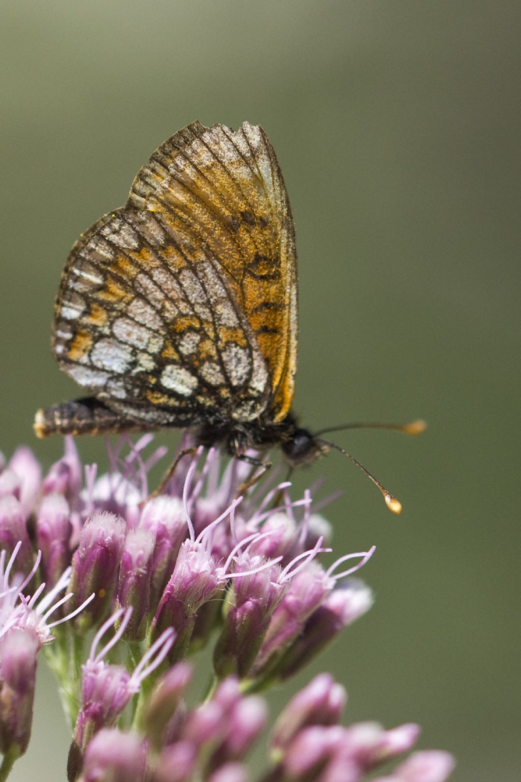 Melitaea athalia o varia?